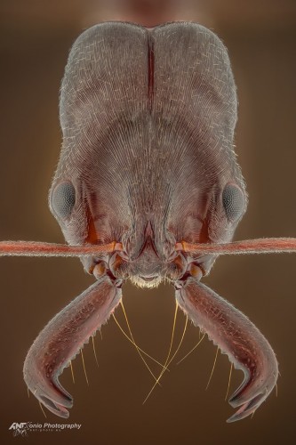 Odontomachus cephalotes z Australii