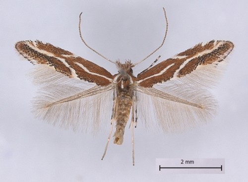 Phyllonorycter a.JPG