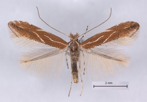 Phyllonorycter b.JPG