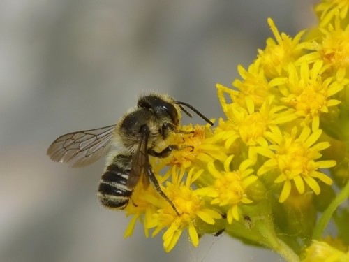 2) Megachile sp.<br />24.07.2019