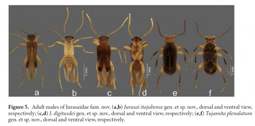 Jurasaidae 5.jpg