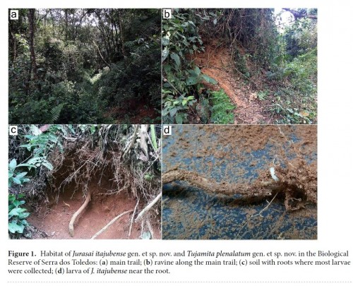 Jurasaidae habitat.jpg