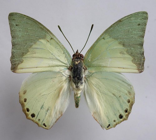 Charaxes eupale 48 mm.jpg