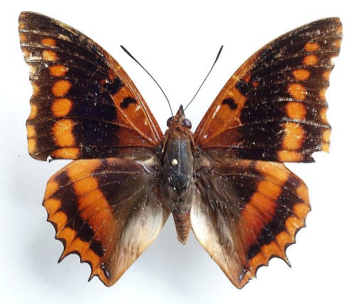 Charaxes lucrtius 56 mm.jpg