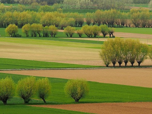 Ale jak trzeba tele do krajobrazu, czemu nie? Widok ze Skarpy Płutowskiej