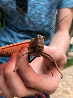 Tropidacris sp. (dux/cristata)