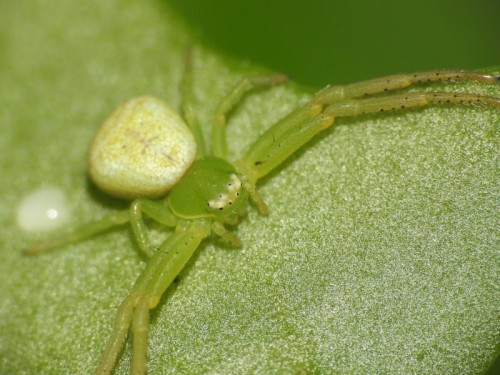 3) Thomisidae<br />12.08.2019 Lubień