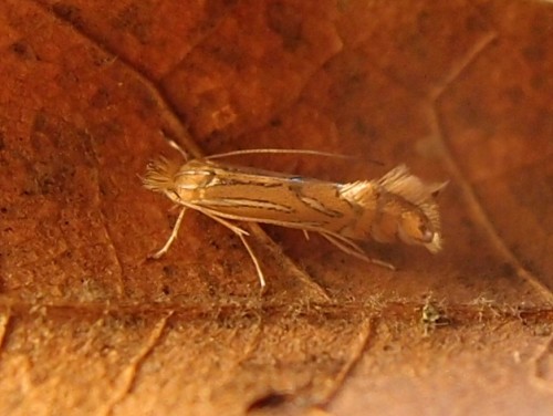 Phyllonorycter platani 2a, KO, 03.20.jpg