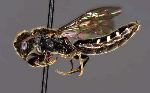 Sapygina decemguttata male photo J. Wendzonka.jpg