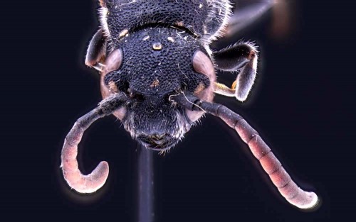 Sapyga qinquepunctata head female photo J. Wendzonka.jpg