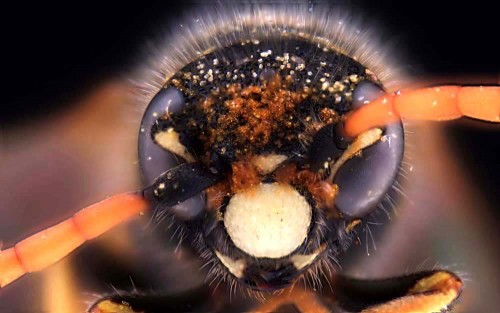 Sapyga similis male head photo J. Wendzonka.jpg