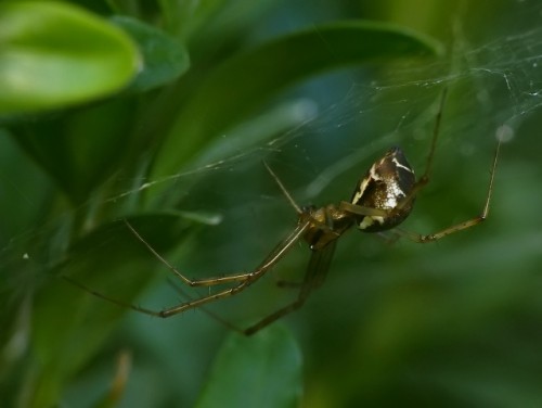 4) Linyphiidae<br />22.08.2019