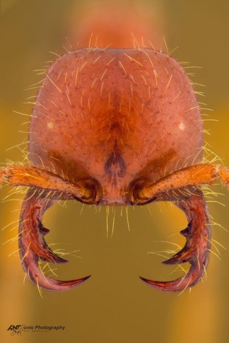 Cheliomyrmex morosus.jpg
