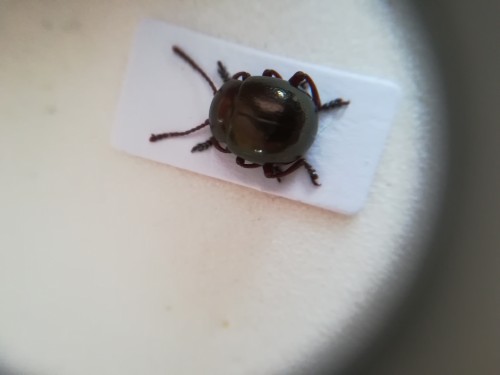 Chrysolina rufa?, 17.04.2020, Beskid niski, olszynka karpacka, pod kawałkiem drewna.