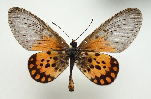 Acraea admatha 52 mm.jpg