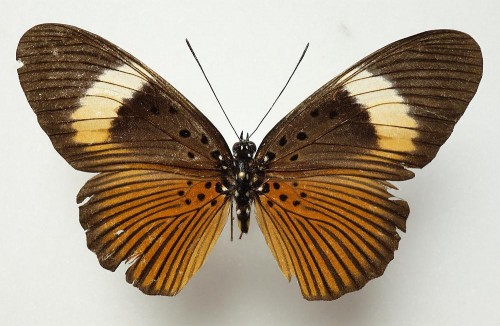 Acraea jodutta 66 mm.jpg