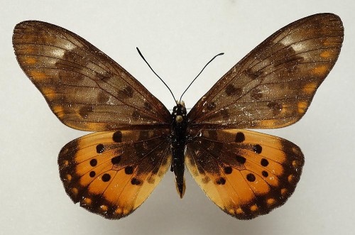 Acraea lycon 64 mm.jpg