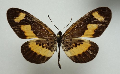 Acraea oberthueri  52 mm.jpg