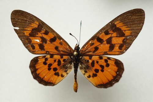 Acraea pharsalus rhodina 50 mm.jpg