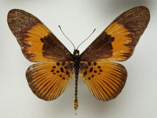 Acraea pseudeuryta 66 mm.jpg