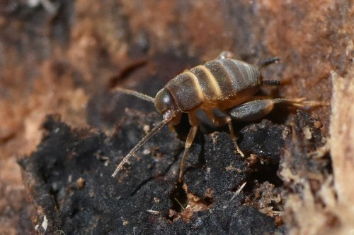 Myrmecophilus acervorum