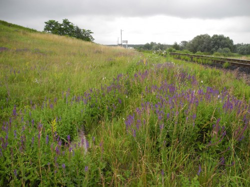 Salvia nemorosa