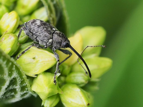 Curculio villosus.JPG