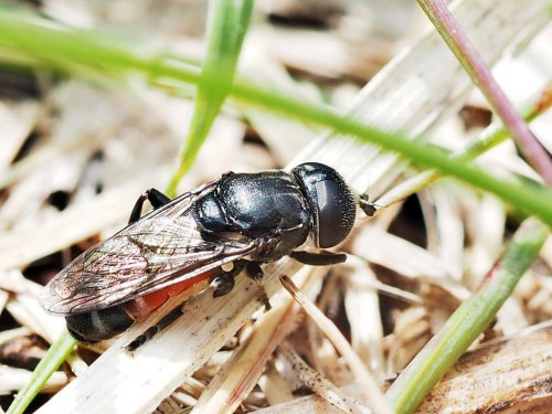 Eumerus tricolor.JPG