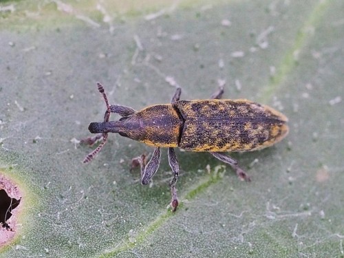 Lixus filiformis.JPG