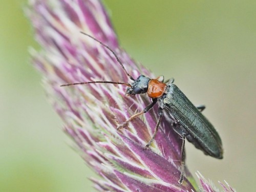 Oedemera croeceicollis.JPG