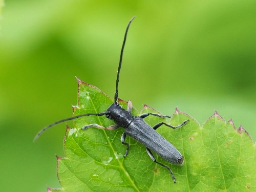 Phytoecia cylindrica.JPG