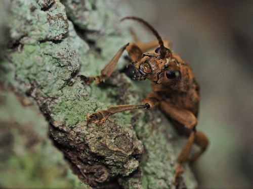 Rhagium sycophanta.JPG