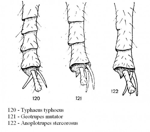 geotrupidae.JPG