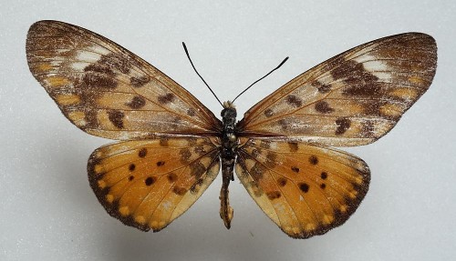 nr 6 Acraea egina 78 mm.jpg