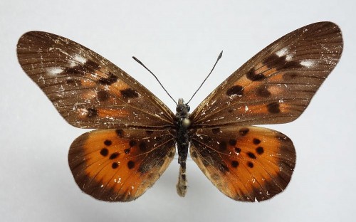 nr 7 Acraea pharsalus 58 mm.jpg