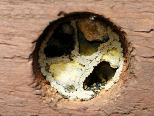 Gniazdo murarki ogrodowej w dziurze 22 mm