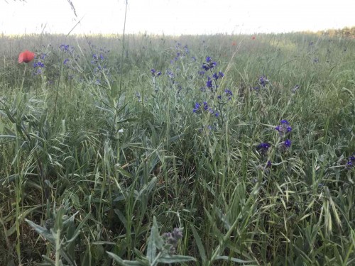 coerulescens Anchusa_2.JPG