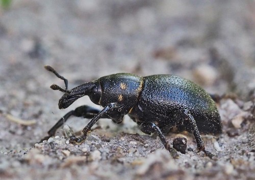 Liparus coronatus.JPG