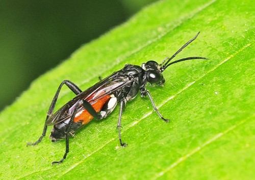 Macrophya blanda.JPG