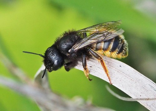 Osmia bicolor.JPG