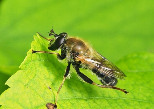 Criorhina asilica.JPG