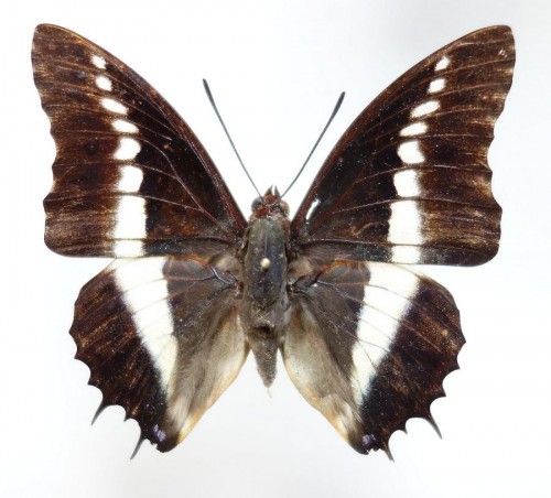 nr 3. Charaxes brutus 68 mm.jpg