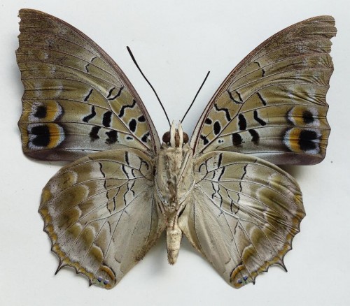 nr 4. Charaxes ameliae zewnętrze.jpg