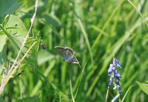 Eumedonia eumedon 28.06.2020 Tarnów FB68