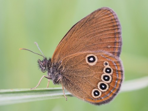 Najciekawsze jednak motyle na torfowiskach lubelszczyzny....po wielu latach odwiedziłem tam stanowisko edypusa- na fotce samiec