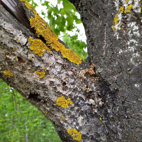 Niewielka ilość brązowych może świadczyć o żerowaniu pod korą młodych gąsienic