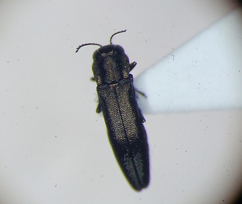 Agrilus derasofasciatus.jpg