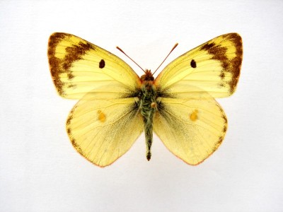 Colias sp.jpg