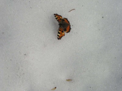 motyl-na-śniegu.jpg