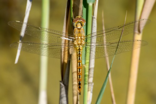 Pantala flavescens - juwenilny samiec